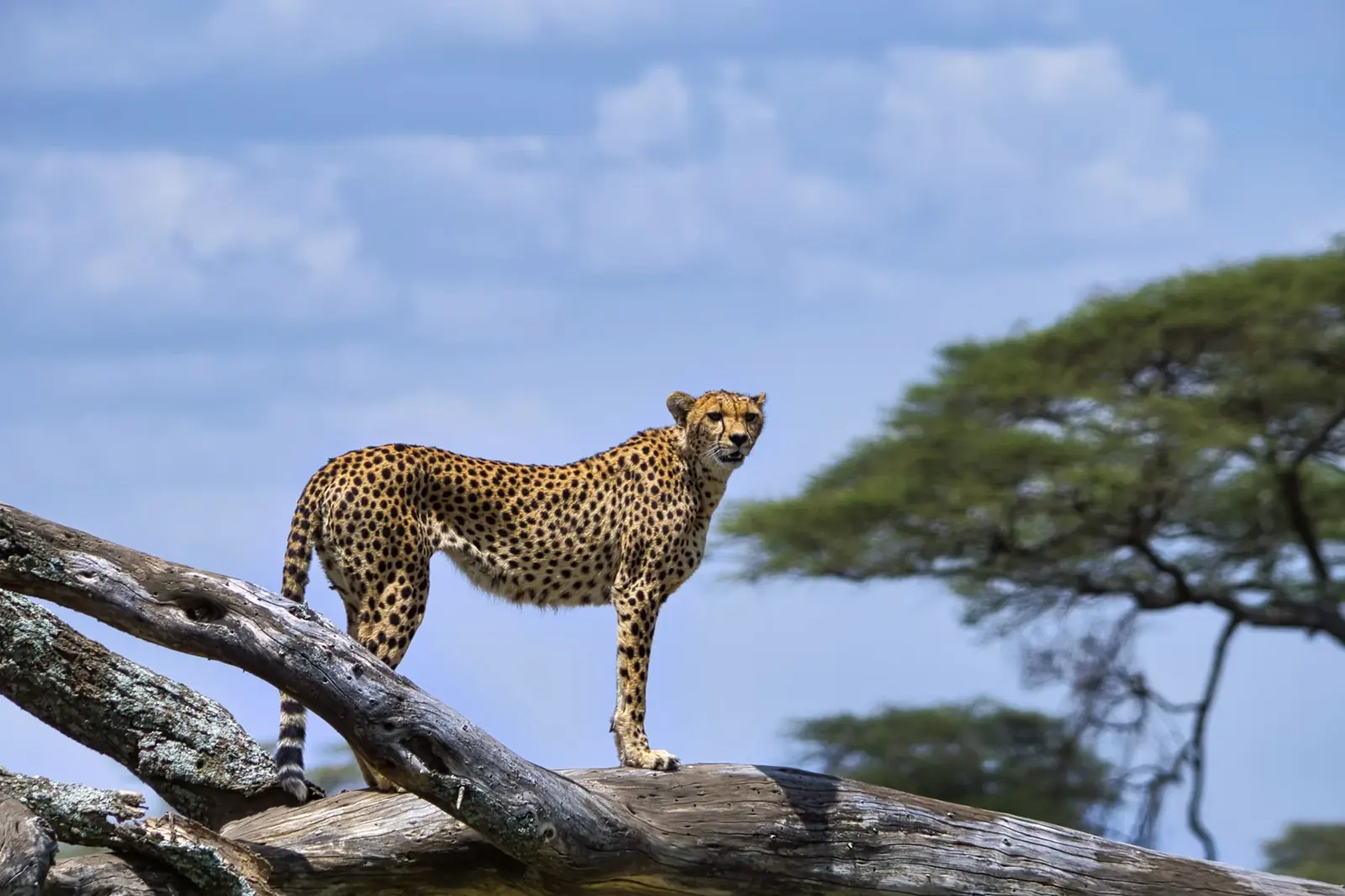 Zanzibar