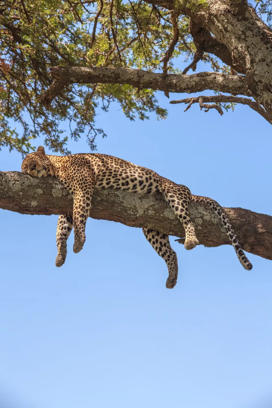 5-Day Big Five Safari Experience – Mid-Range