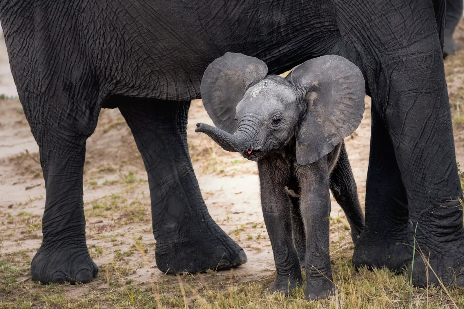 4-Day Arusha, Tarangire, Ngorongoro & Manyara – Mid-Range