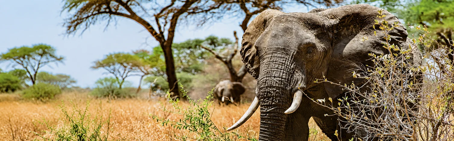 African elephant walking through golden savanna grass beneath acacia trees