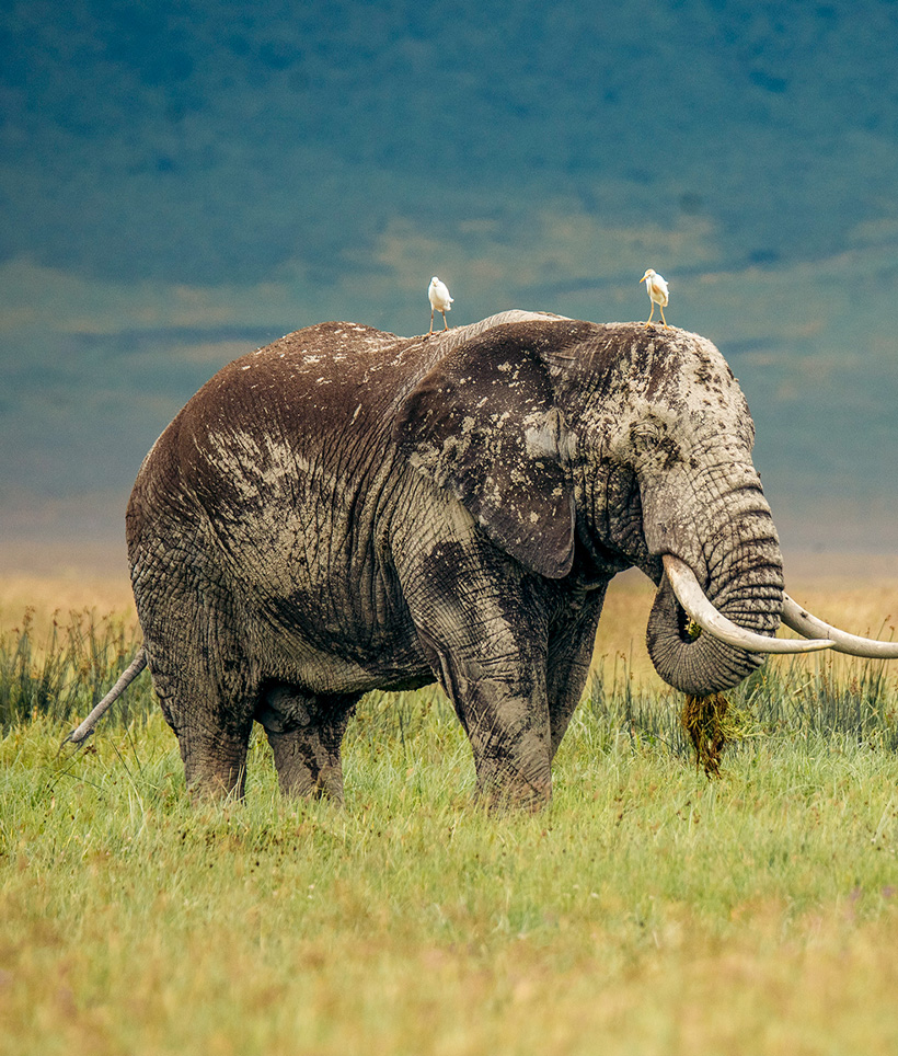 Ngorongoro Crater